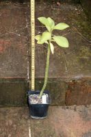 Synadenium grantii – Milchbaum (Sukkulent)