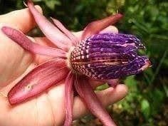 Piante & sementi: Passiflora AMBIGUA Rustique -5 !  5g – Nuovo (secondo la descrizione) da Bremblens venduto da FIBONACCI369