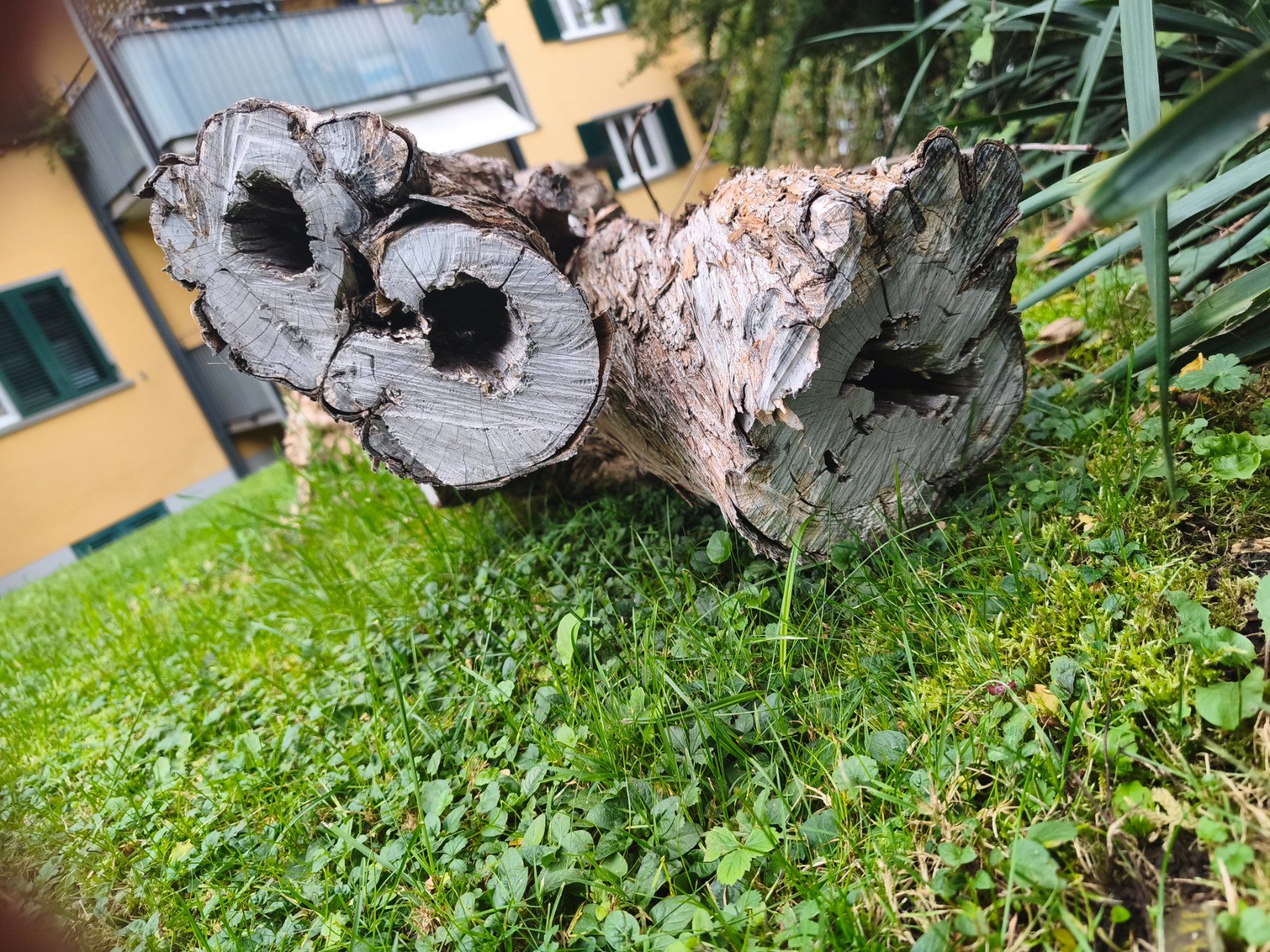 Holzartikel: Baumstamm – Defekt aus Wädenswil von Patriots 1