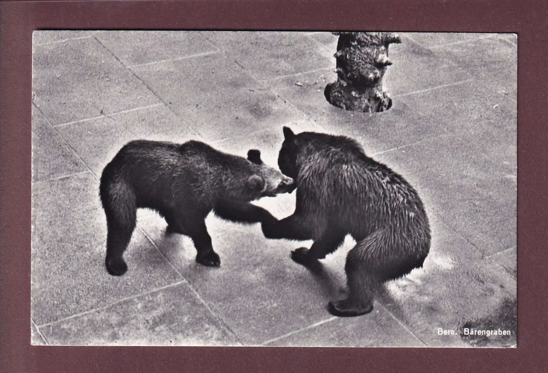 Cartoline postali: BERN - Bärengraben - 1961 – Usato da Pully venduto da nicecards
