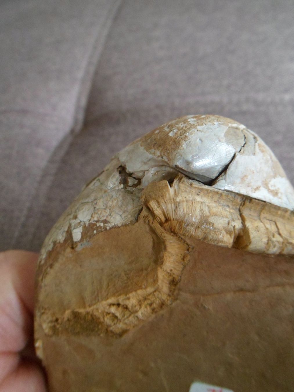 Fossilien: Fossile Muschel 730 Gramm. – Gebraucht aus Affoltern am Albis von Fossil60 6