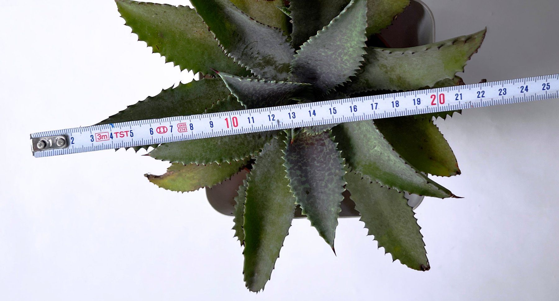 Piante & sementi: AGAVE*MANGAVE SILVER FOX***** – Nuovo (secondo la descrizione) da Dübendorf venduto da Orchid18 3