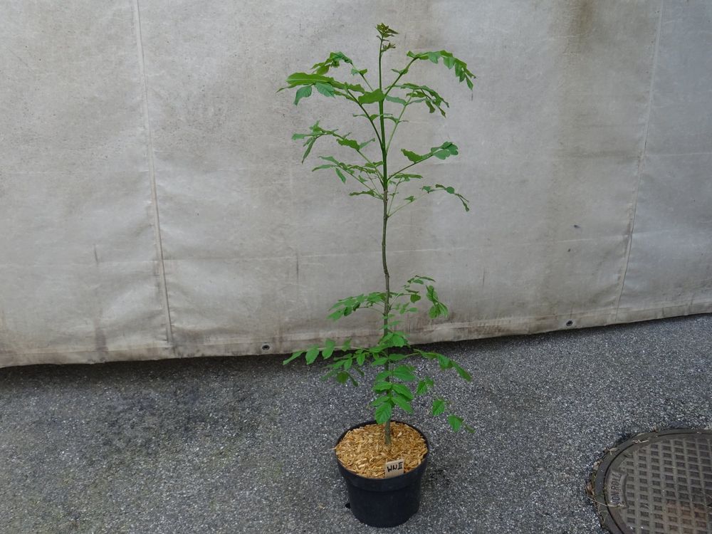 Echter Walnussbaum Juglans Regia 100-120 Cm - Winterharter Nussbaum Für Garten Mit Aromatischen Walnüssen