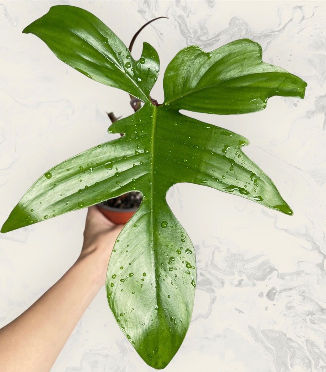 Pflanzen & Samen: Philodendron Florida – Gebraucht aus Glattpark(Opfikon) von ste_n99y