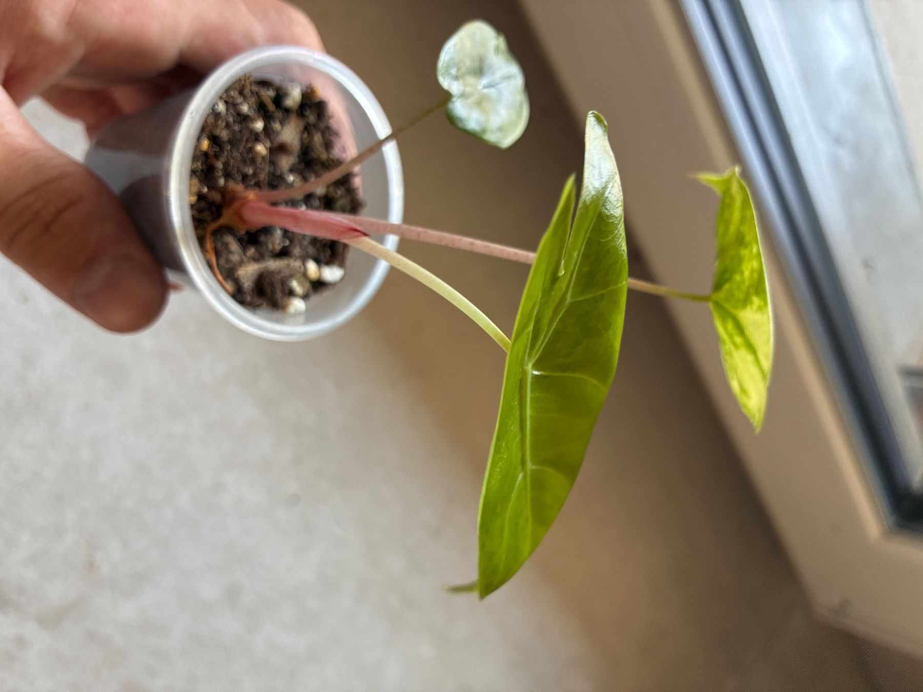 Piante & sementi: Alocasia Pink Dragon Aurea – Usato da Alchenflüh venduto da Timmmsen 2