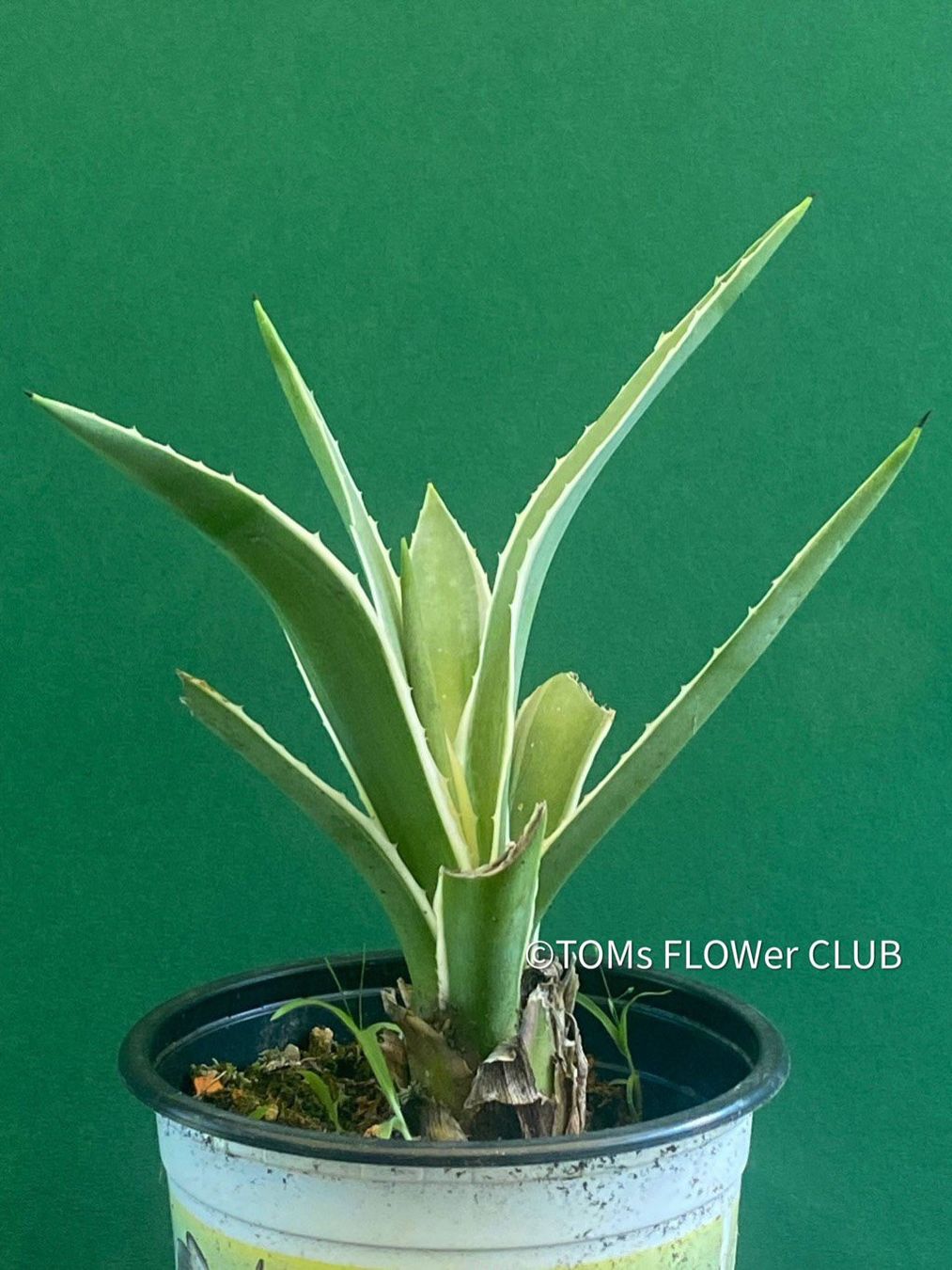 Piante & sementi: Agave Angustifolia Marginata - Sonne liebend – Nuovo e nell'imballaggio originale da Adliswil venduto da astom369 3