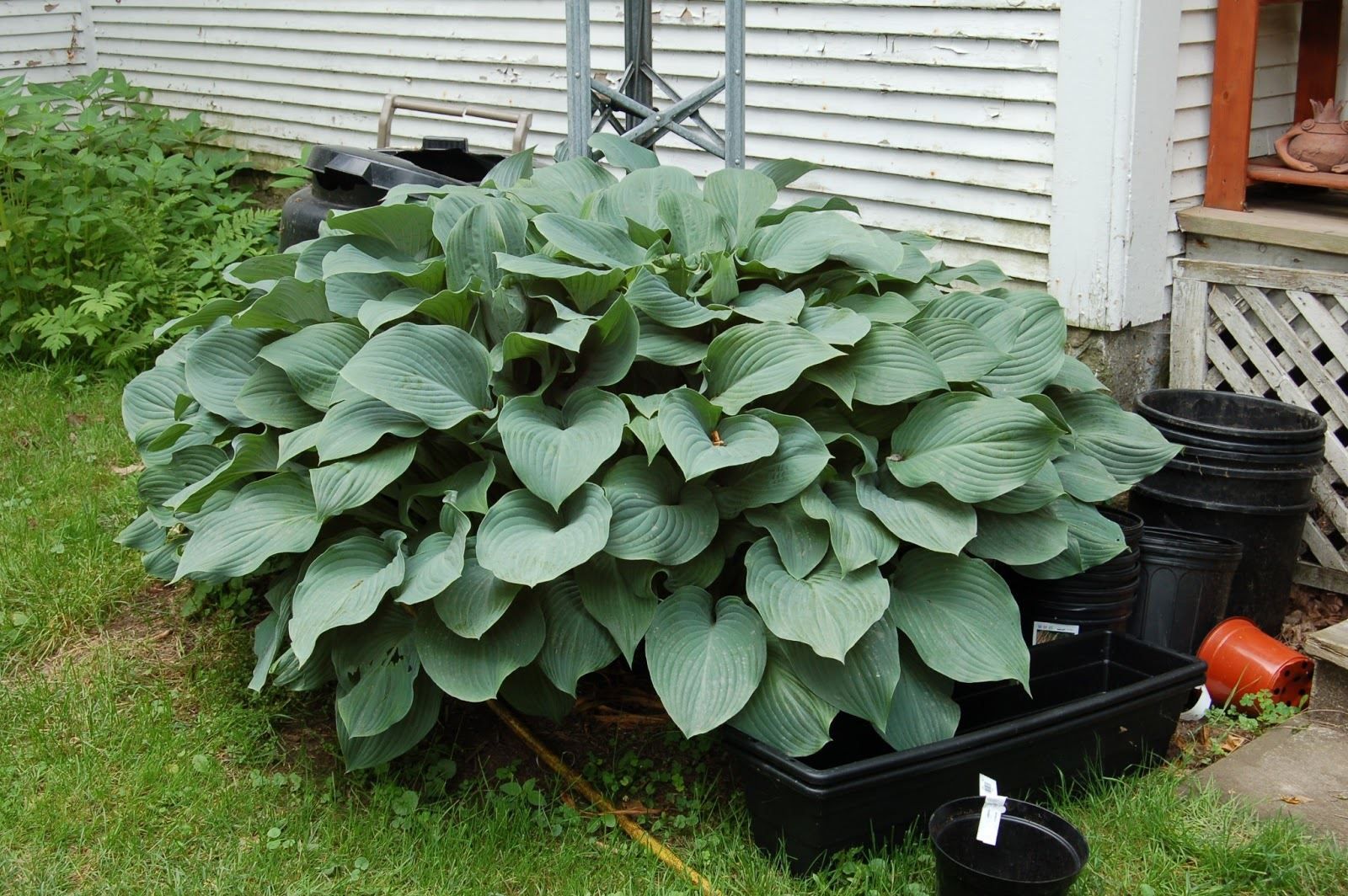 Piante & sementi: Hosta 'Devon Green' 1 PLANT – Nuovo (secondo la descrizione) da Bremblens venduto da FIBONACCI369 2