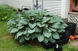 Hosta 'Devon Green' 2 PLANTS