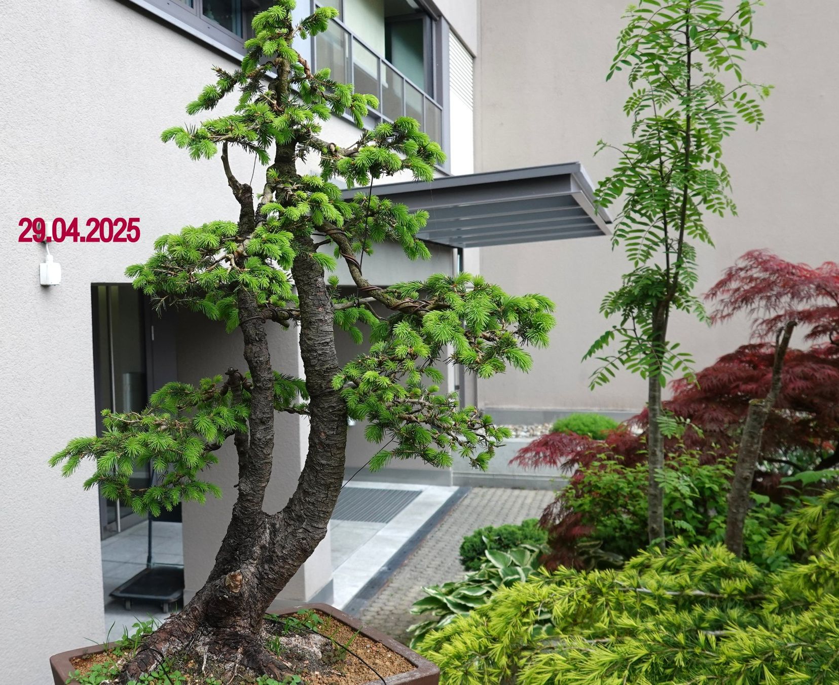 Fichte-Bonsai "Picea Abies" (Gebraucht) in Brunnen fr CHF 900  nur  Abholung auf Ricardo kaufen