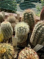 Echinocereus dasyacanthus