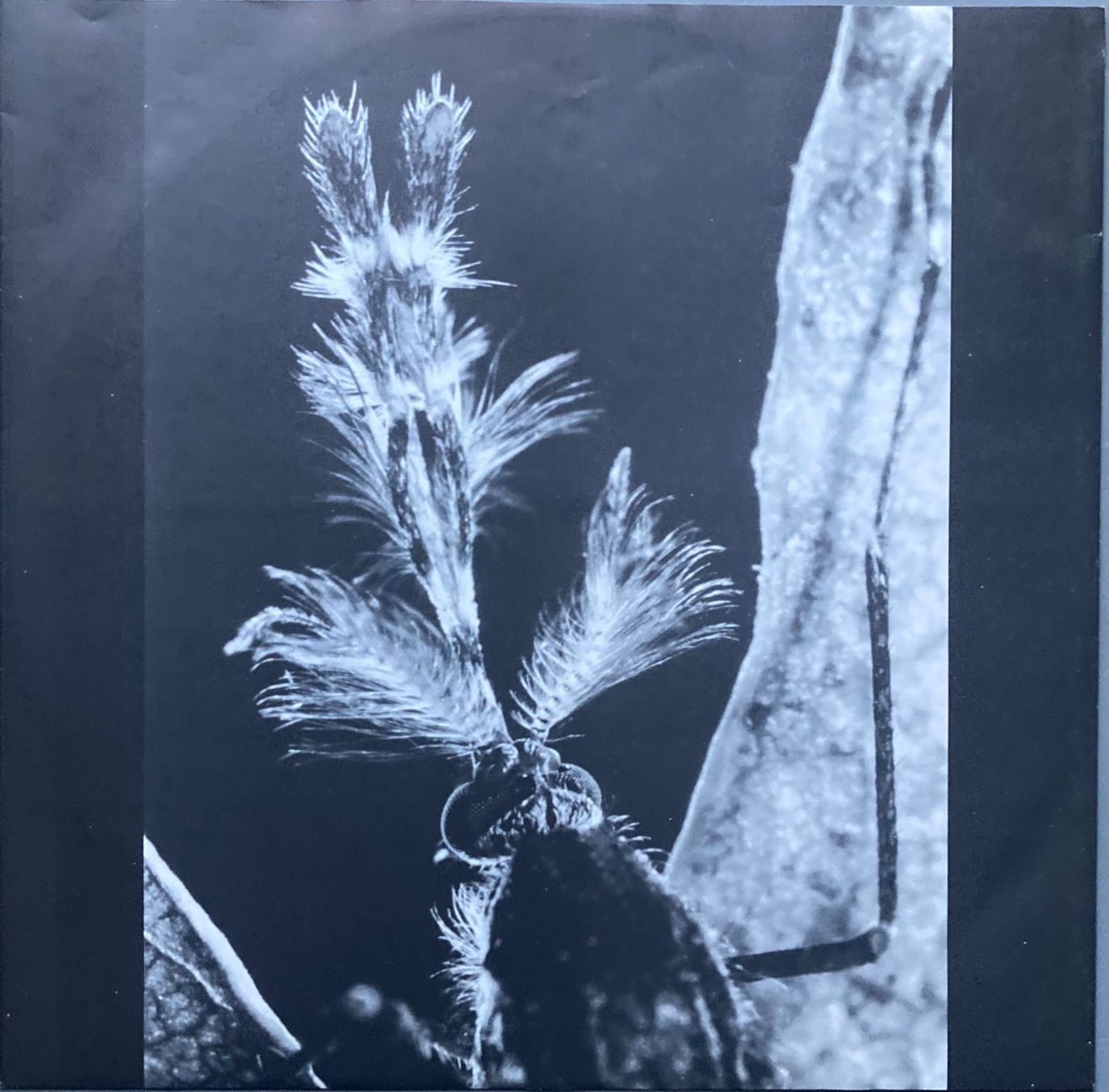Schallplatten: STAN RIDGWAY - MOSQUITOS – Gebraucht aus Poliez-Pittet von Newtown-Records 2