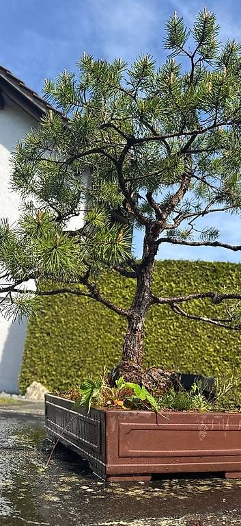 Piante & sementi: Bonsai  – Usato da Niederlenz venduto da mak_6rkg 4
