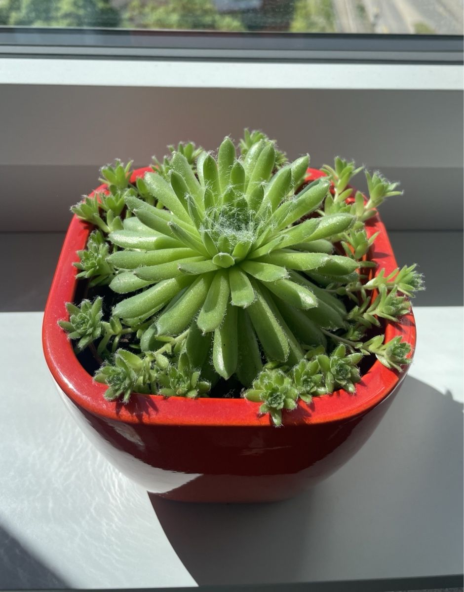 Piante & sementi: Sempervivum (Hens & Chicks) succulent in nice ceramic pot – Usato da Uster venduto da momogarden