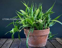Sansevieria Parva - Zwergsansevieria zum Verlieben