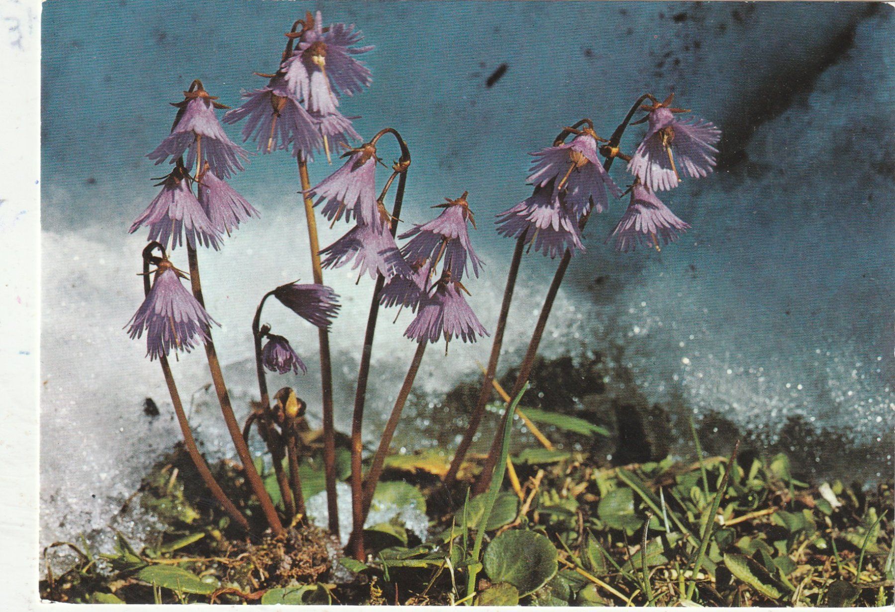 Ansichtskarten: 10 Blumenkarten – Gebraucht aus Lumbrein von made02 2