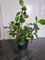 Zimmerpflanze, Peperomia, Hydro, absolut pflegeleicht 🪴
