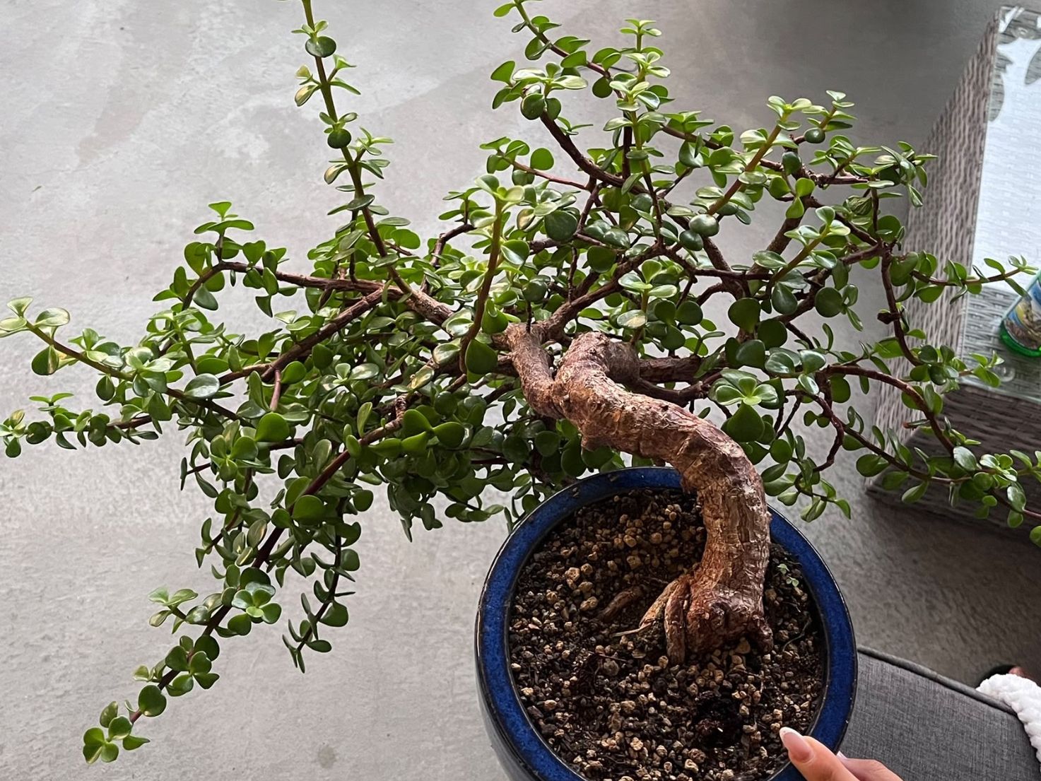 Piante & sementi: Geldbaum Bonsai (Kaskade) – Usato da Dussnang venduto da Hakuna_matata7 1