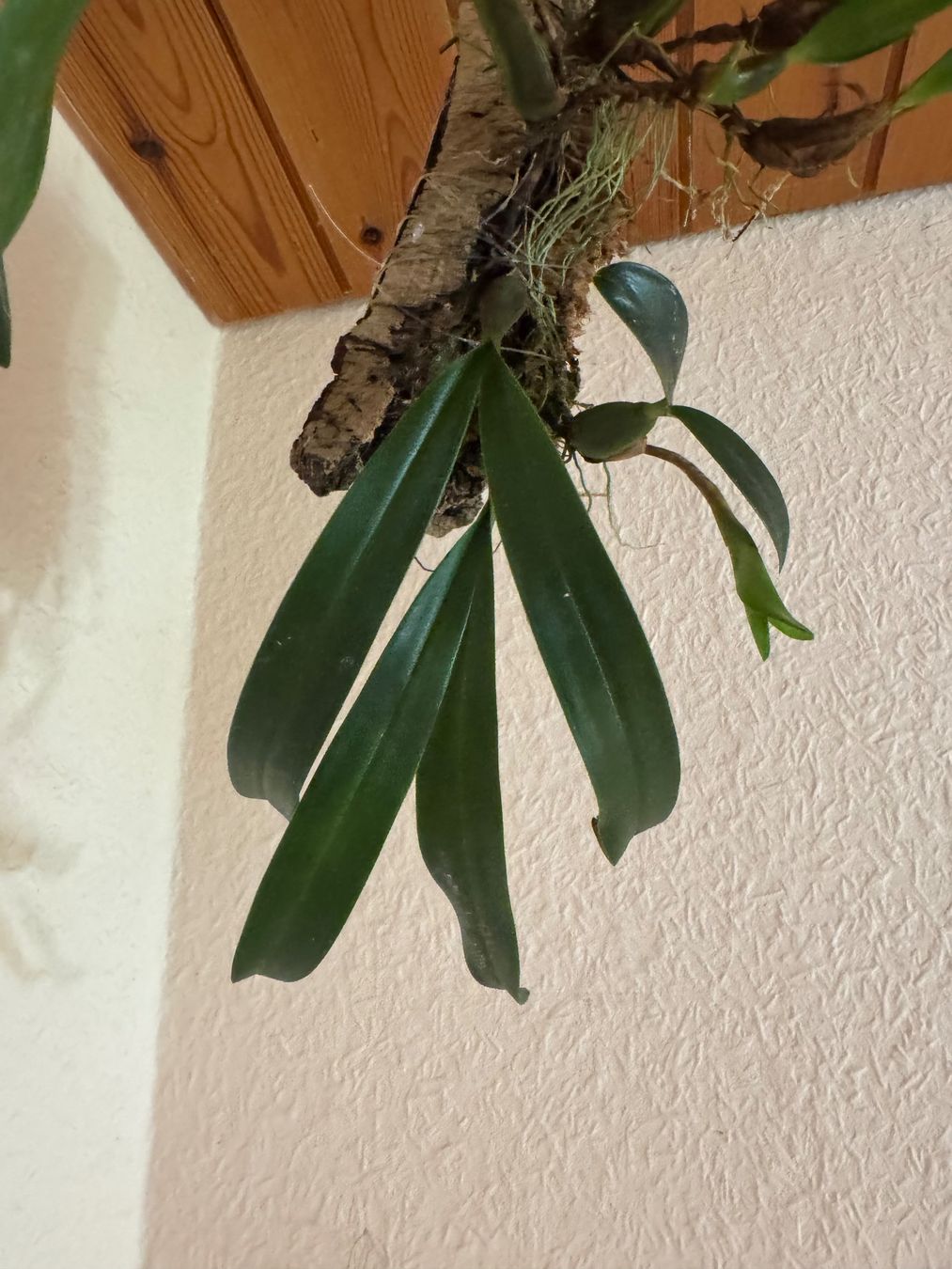 Piante & sementi: Bulbophyllum falcatum – Usato da Männedorf venduto da mrclst 2