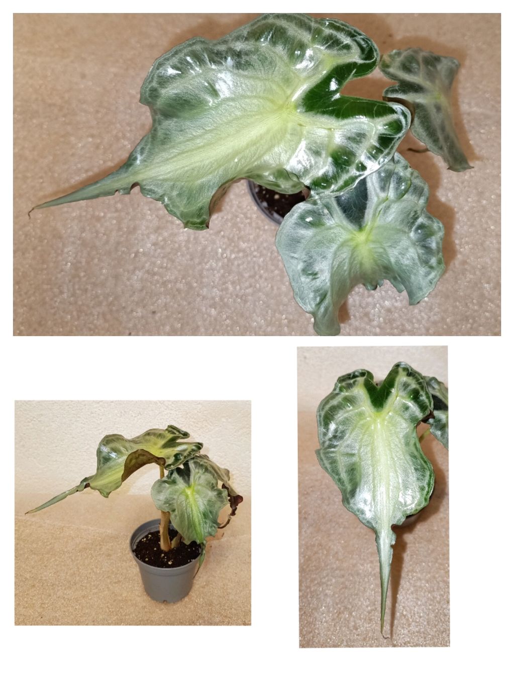 Piante & sementi: Alocasia Venom – Nuovo (secondo la descrizione) da schöftland venduto da UniquePlants
