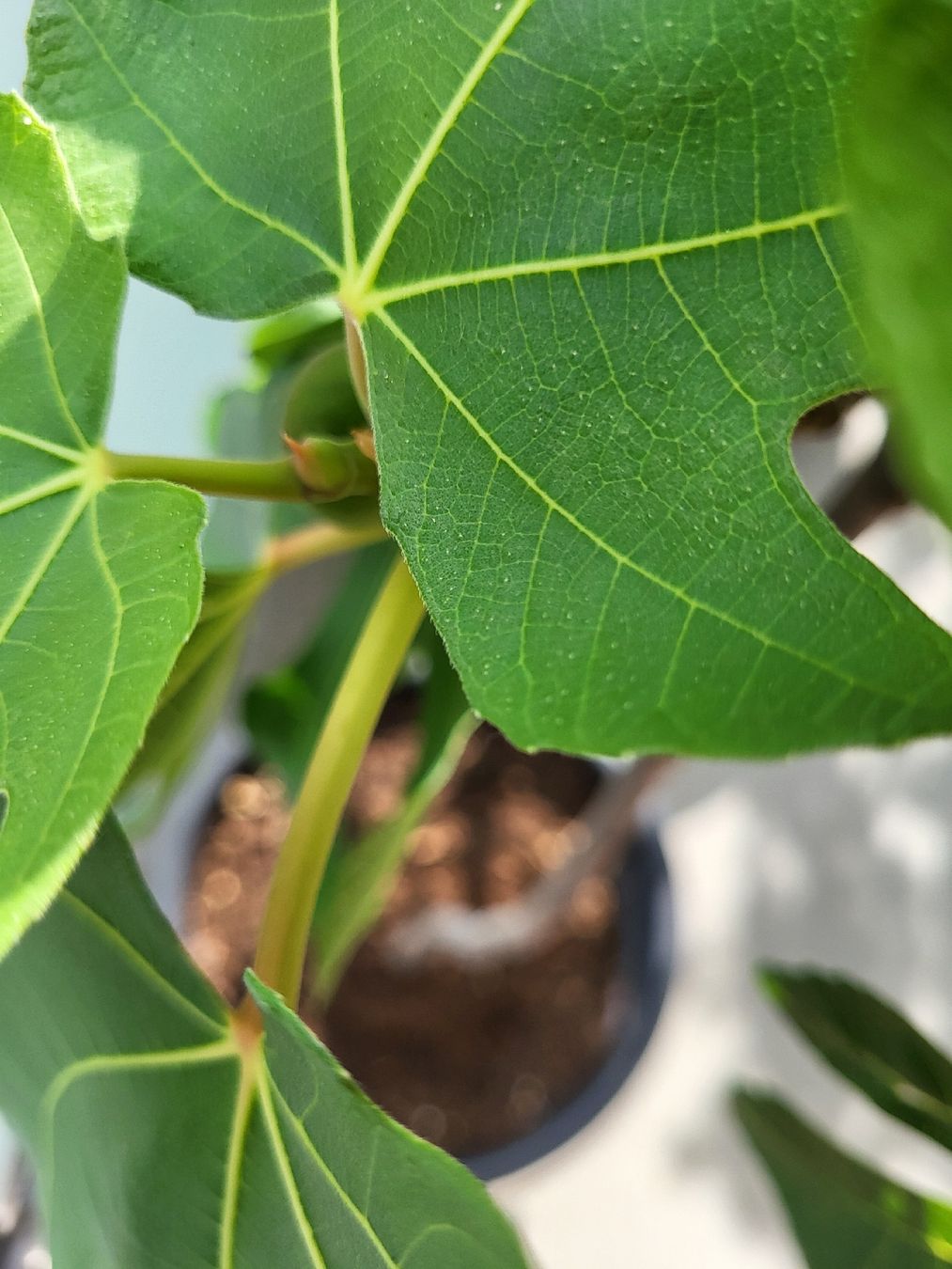 Plantes & graines: Feigenbaum Topf junger Baum mit Fruechten und Blättern – D'occasion à Zürich par Lizi7 1