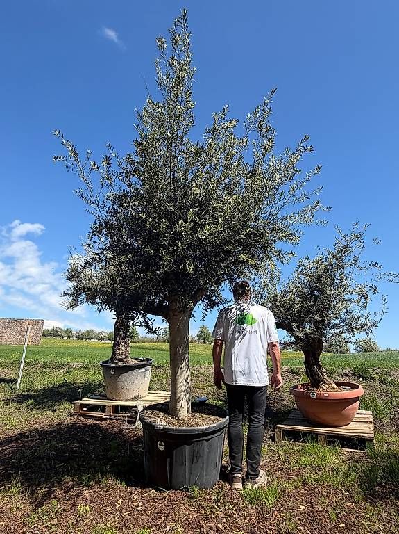 Pflanzen & Samen: Olivenbaum "Olea Europea 8 – Neu und originalverpackt aus Zuckenriet von Thur_Plant 5