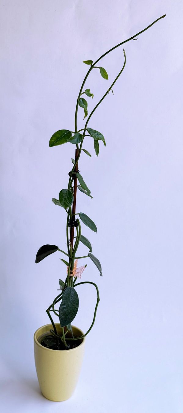 Piante & sementi: Hoya sp. Dianel ISH***** – Nuovo (secondo la descrizione) da Dübendorf venduto da Orchid18