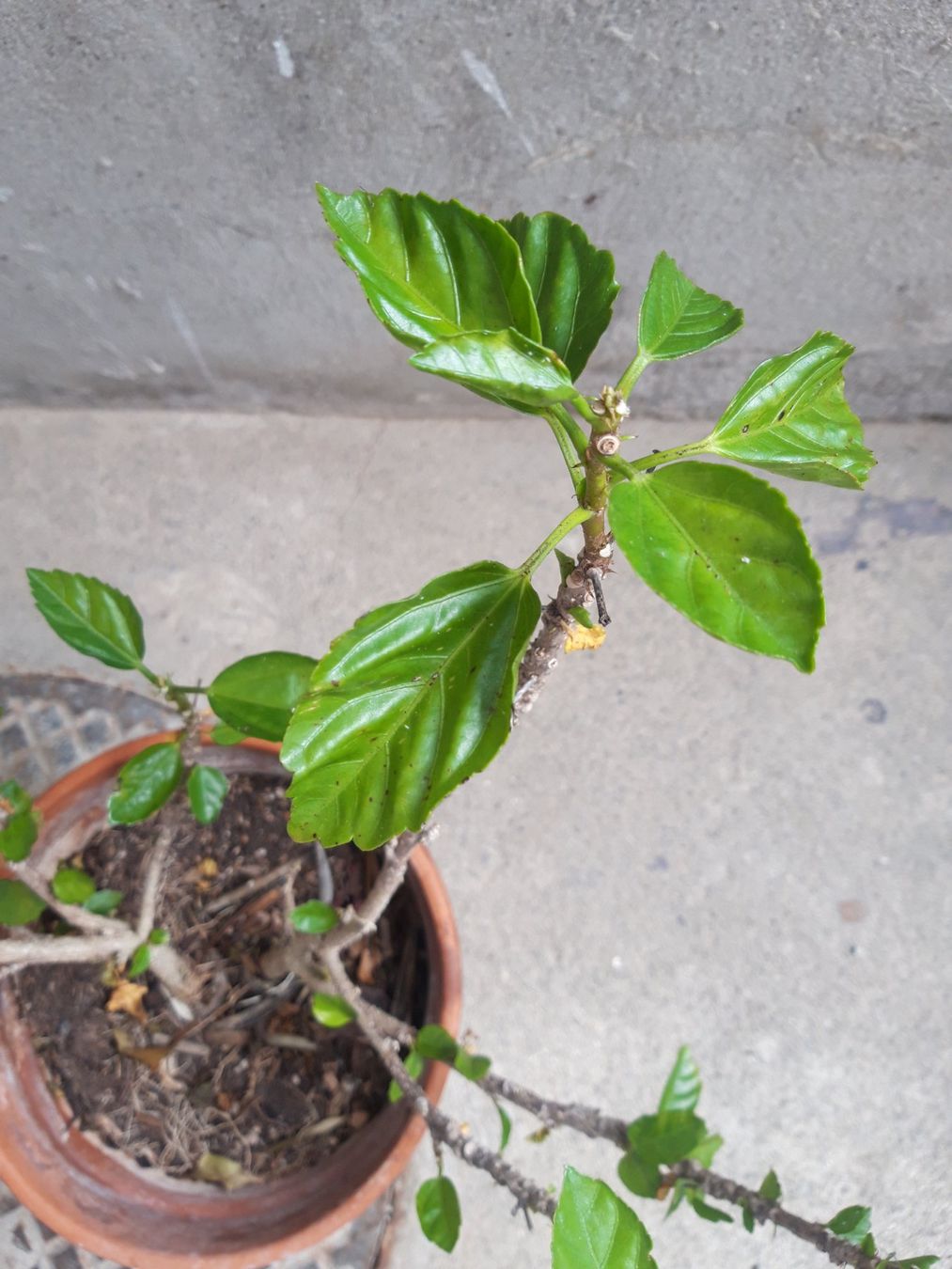 Piante & sementi: Hibiskus ohne Topf – Usato da Feuerthalen venduto da tanatha_st 2