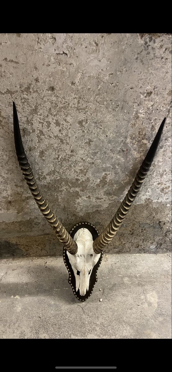 Altre raccolte & rarità: Ellipsen Wasserbock Schädeltrophäe – Usato da Zürich venduto da Unique2400 1
