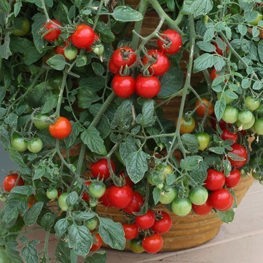 Pflanzen & Samen: 50 Samen MASKOTKA Tomate – Neu (gemäss Beschreibung) aus Ehrendingen von VerveinaSamen 1