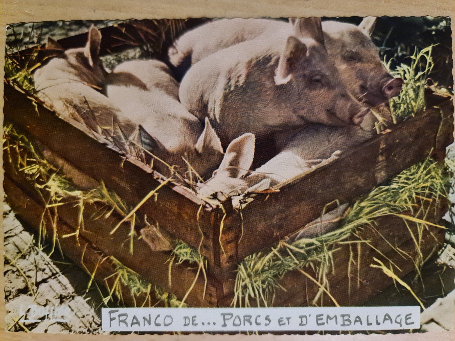 Cartoline postali: Ansichtskarte Schweine – Nuovo (secondo la descrizione) da Dintikon venduto da Vexi