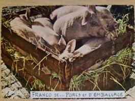 Ansichtskarte Schweine