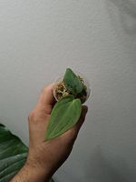 Anthurium BVEP RA1