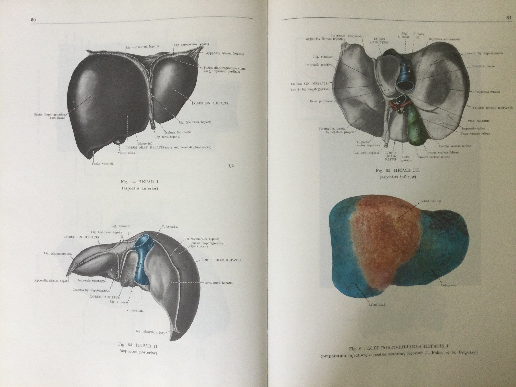 Bücher: Anatomischer Atlas des Menschen, 3 Bände – Gebraucht aus St. Gallen von Lila_238 6