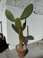 Kaktus