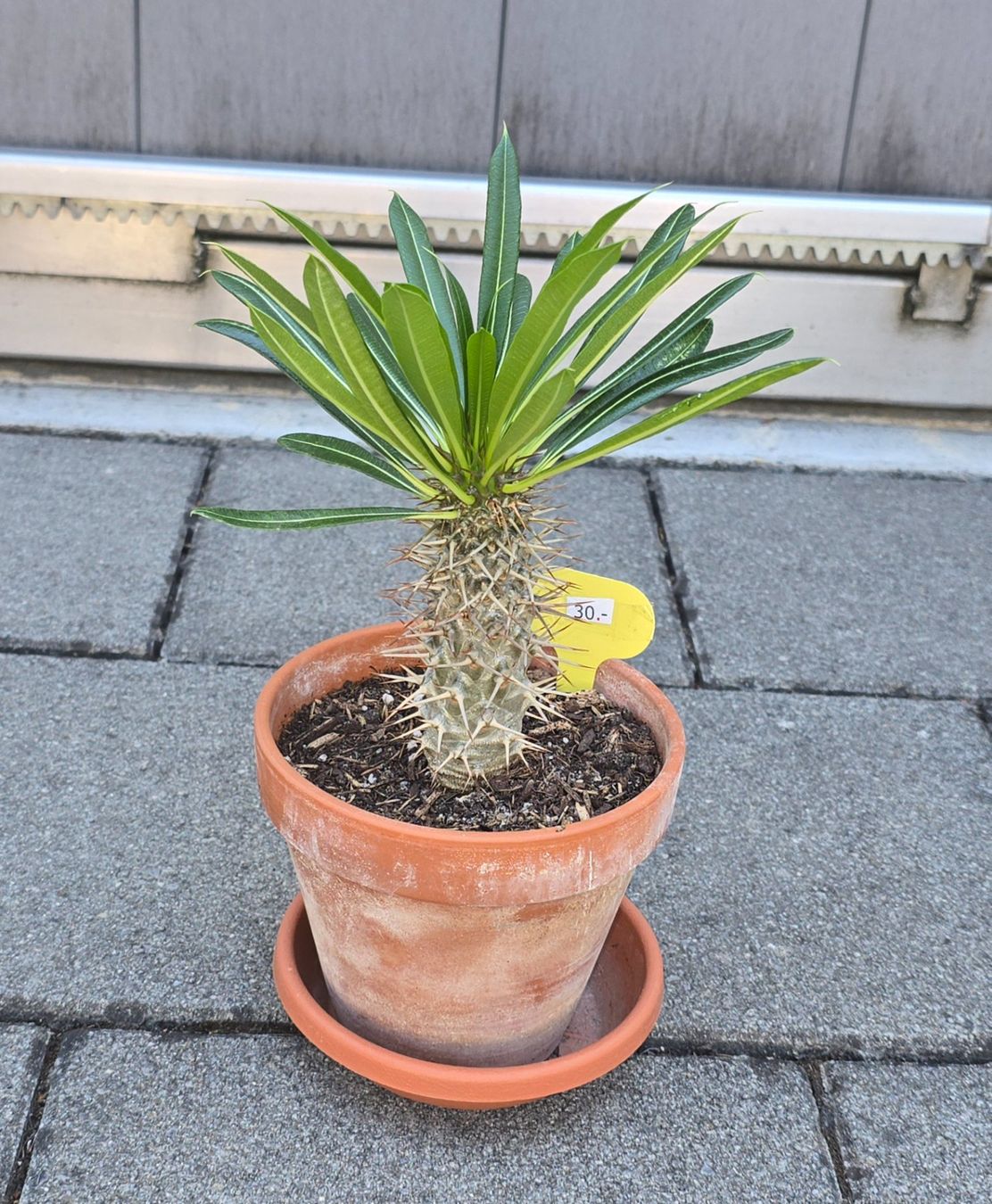 Plantes & graines: Madagaskar Palme – D'occasion à Aarburg par Glitzerschein 1