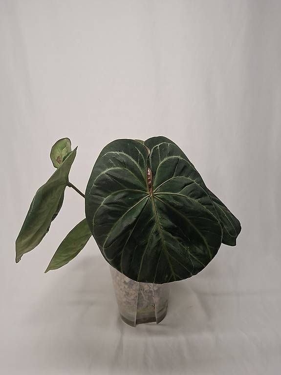 Piante & sementi: Anthurium KOS – Usato da Fahrweid venduto da mikes.anthurium 2