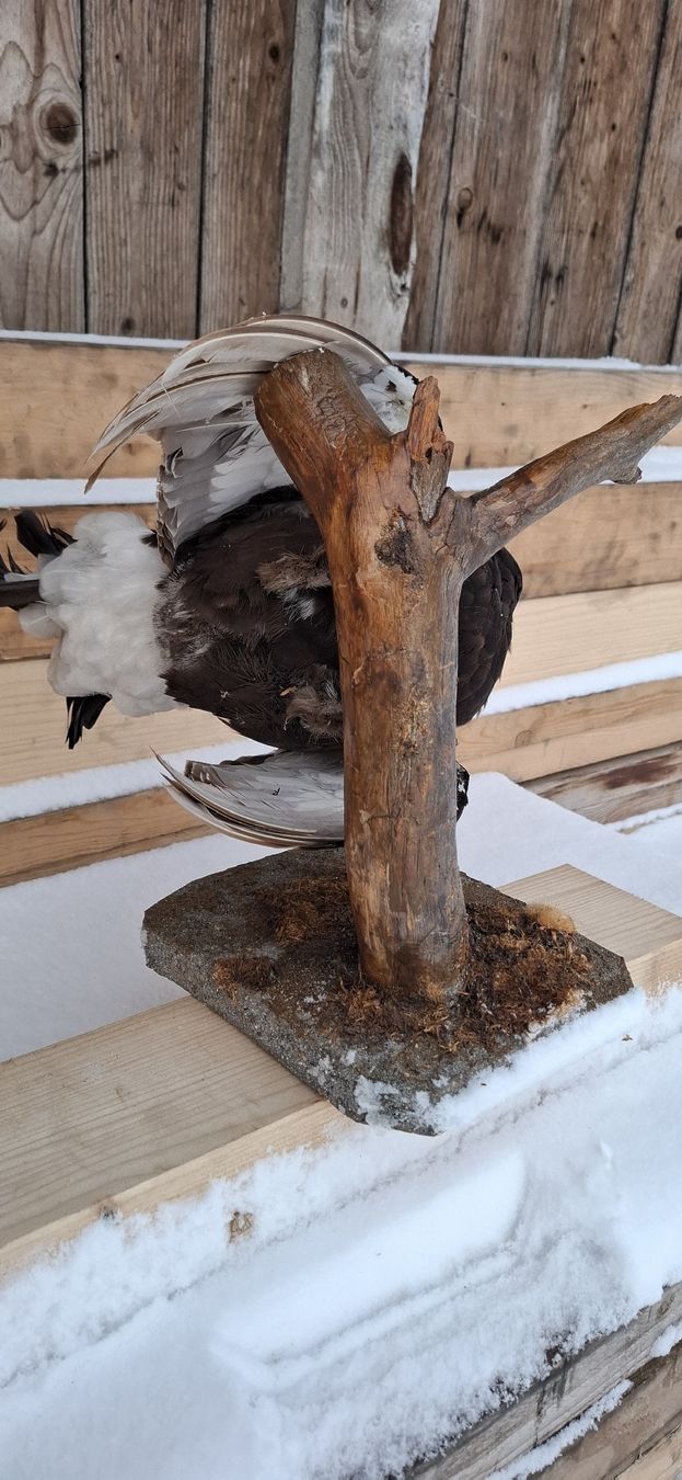 Welt der Tiere: Präparat Birkhahn auf Ast, Jagdtrophäe, Top – Gebraucht aus Buttisholz von REX001 2