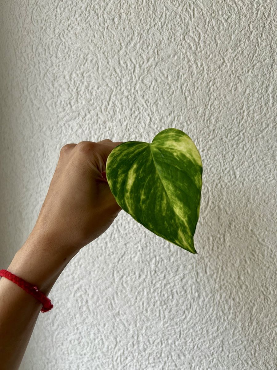 Pflanzen & Samen: Pothos Gold boutures – Gebraucht aus Develier von mel_qd2m 3