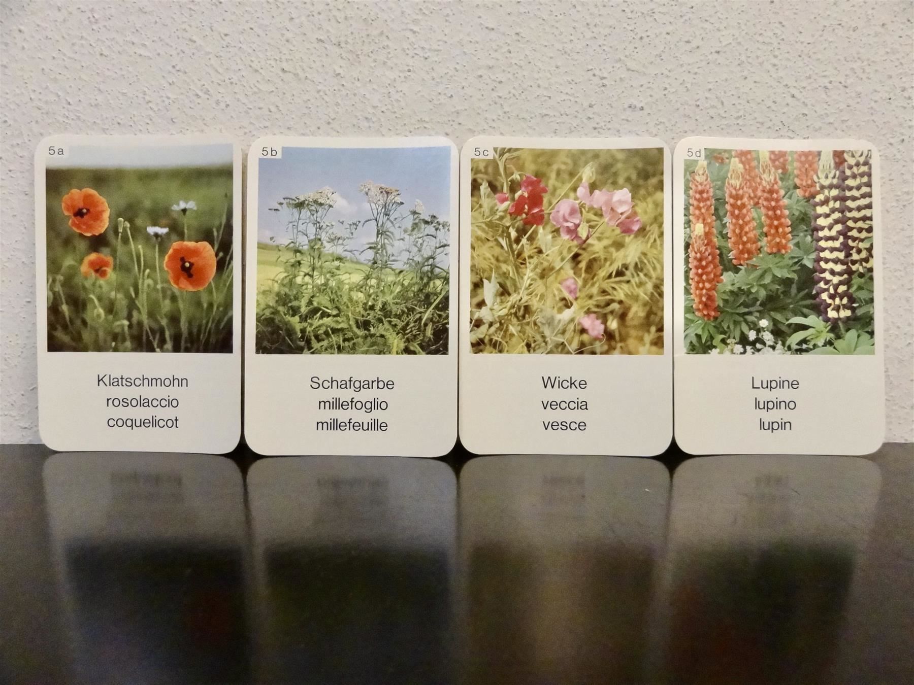 Spiele: altes Quartett BLUMEN-QUARTETT BLUMEN – Gebraucht aus Kerzers von wisaundsowiso 6