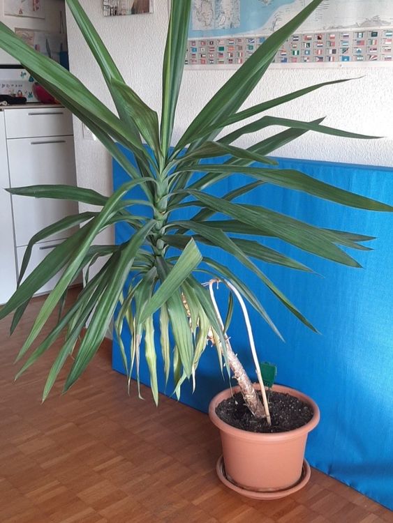 Yucca Pflanze Kaufen auf Ricardo