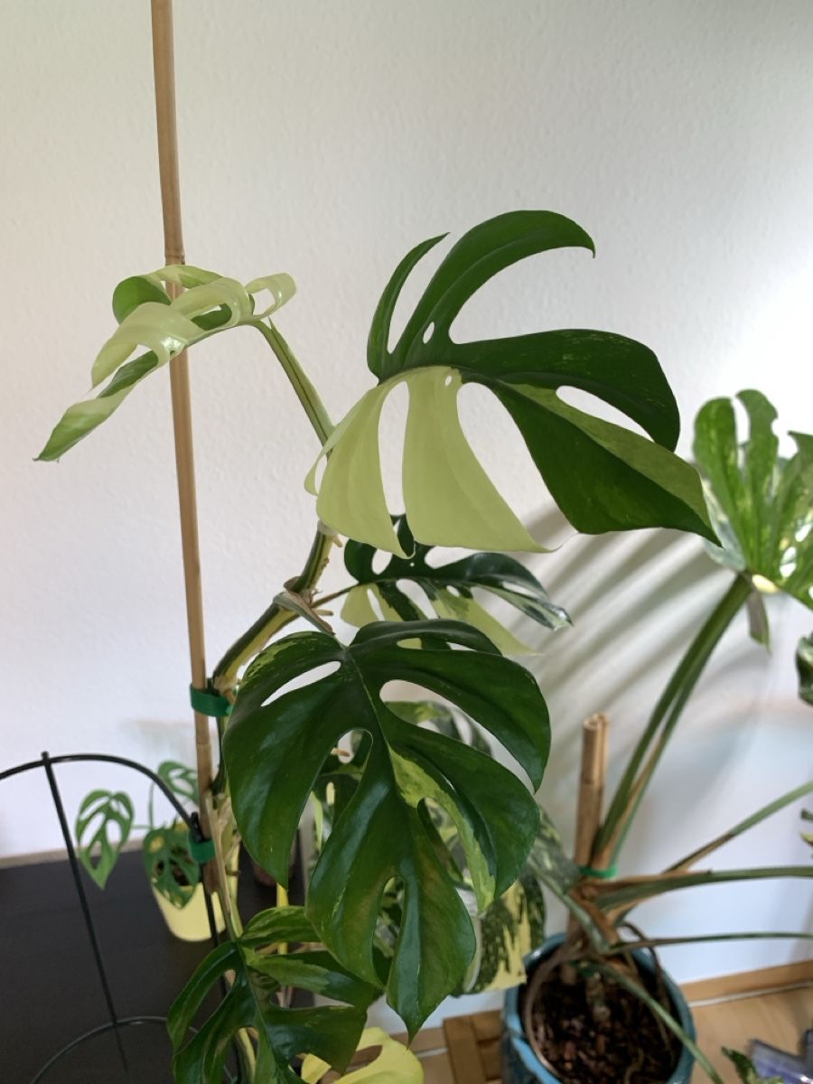 Piante & sementi: Monstera Minima variegata Kopfsteckling – Usato da Luzern venduto da Pegasus003 1