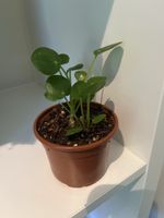 Jungpflanze Pilea peperomioides 🌱😊