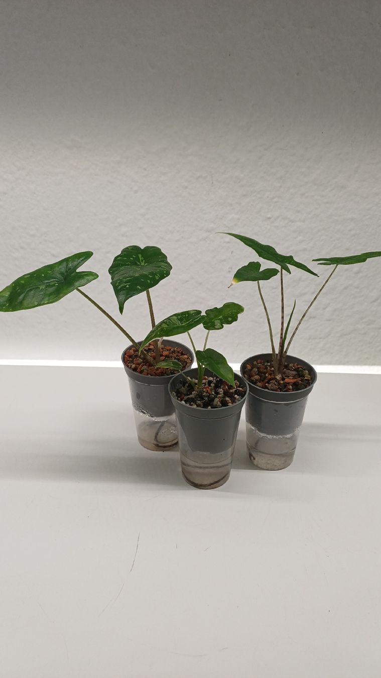 Piante & sementi: Alocasia trio – Usato da Bern venduto da uwi_8t7x