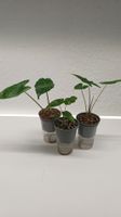 Alocasia trio