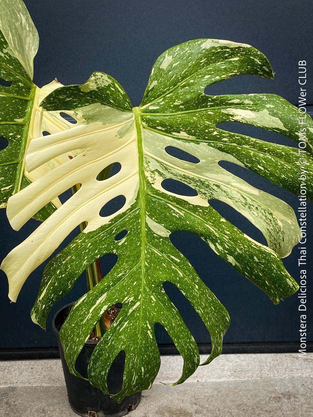 Piante & sementi: Monstera Deliciosa Thai Constellation - Kopfsteckling – Nuovo e nell'imballaggio originale da Adliswil venduto da astom369 2