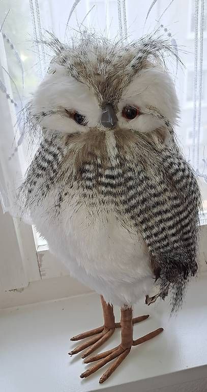 Il mondo degli animali: Wunderschöne Eule, 40cm – Usato da Sulgen venduto da Bmabi