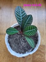 Spuckpalme Euphorbia Leuconera mit Topf und Erde