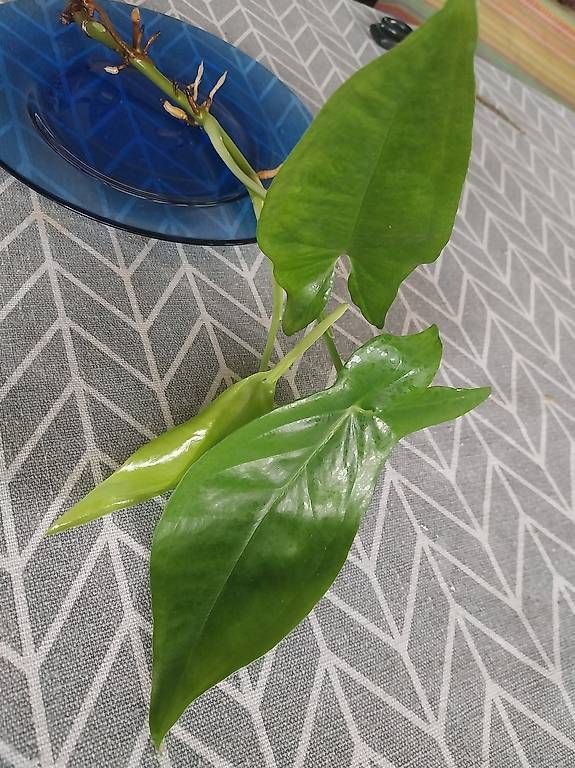 Pflanzen & Samen: Syngonium podophyllum Trileaf Wonder – Gebraucht aus Schwaderloch von bademeister79 2