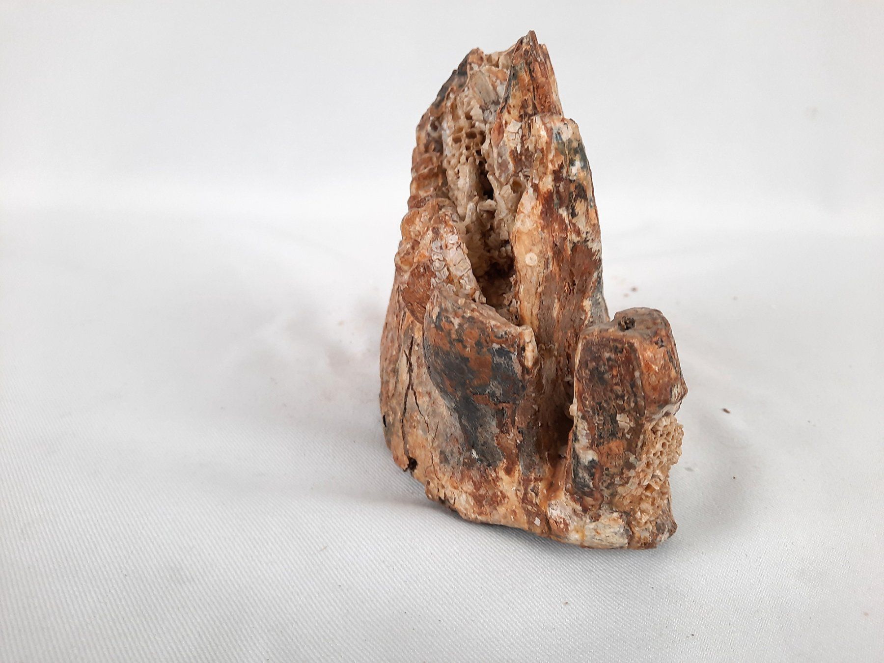 Fossili: Mammutzahn – Usato da Beinwil am See venduto da Restwert_Beinwil 4