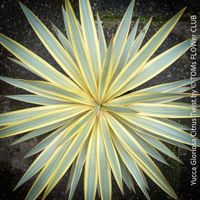 Yucca Gloriosa Citrus Twist für Deinen Garten mit viel Sonne